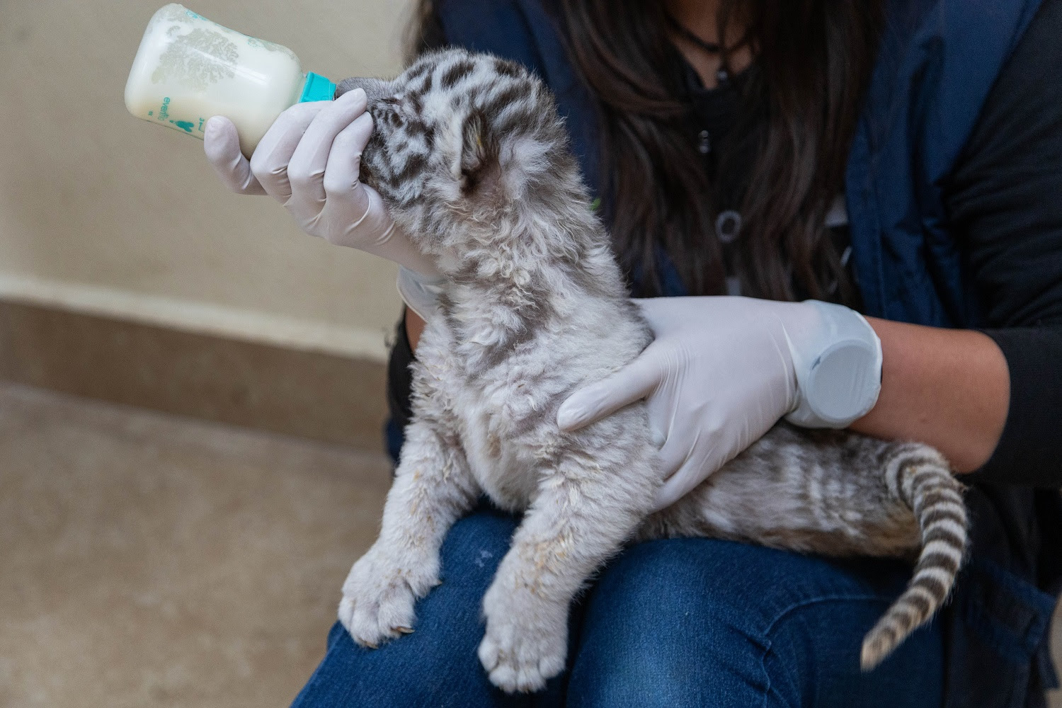 Zoológico de Zacango busca nombre para dos crías de tigre blanco