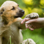 Invita Metepec a adoptar un lomito en la Feria de Adopción Canina